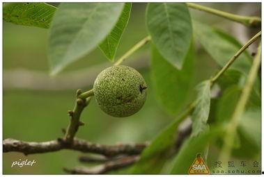 核桃林爆料视频,惊人内幕曝光